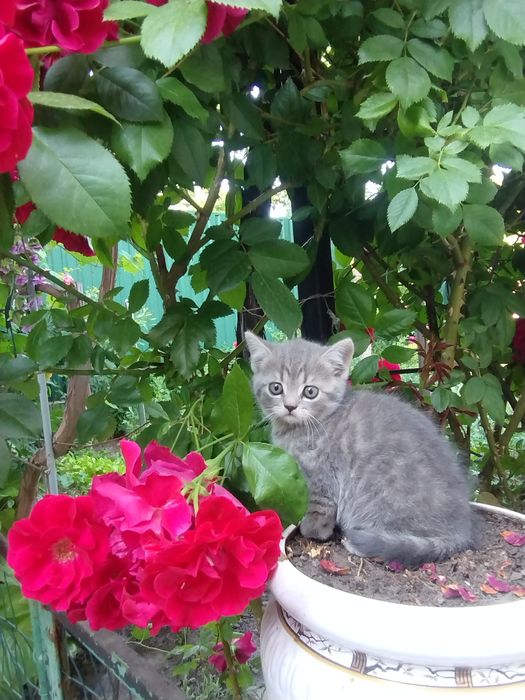 Кошенята 100 грн.