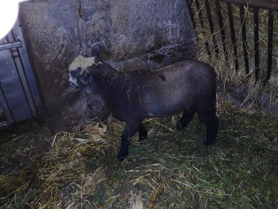 Vendo cordeiro P3 PURO