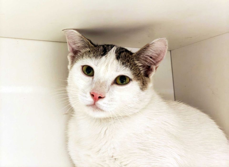 Ясік, 10 міс – лагідний муркотун шукає домівку! кіт кошеня кішка