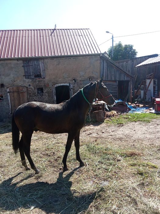 Sprzedam  konia 14miesięcy