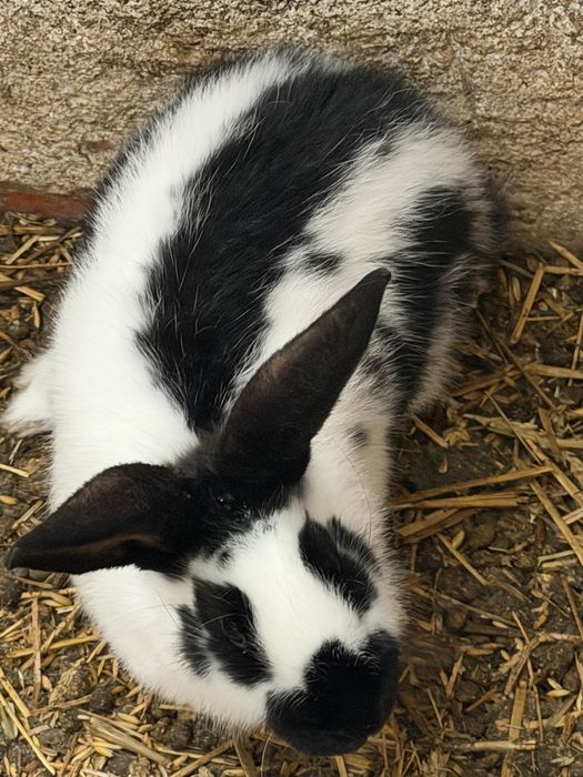 Srokacz niemiecki samice