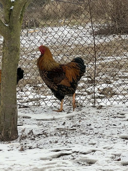 Koguty wyandotte olbrzymie