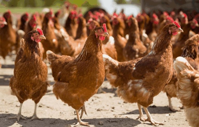 Кури яєчної породи