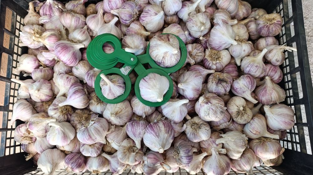 Часник Любаша перша репродукція часник посадковий часник насіння часник на посадку