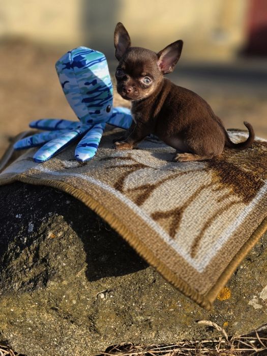 Chihuahua Macho Pêlo Curto