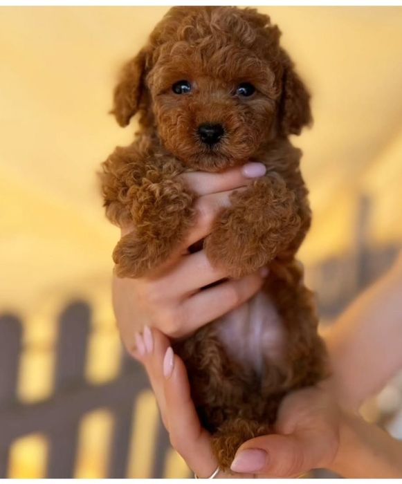 Малиш  той пудель , ред браун .