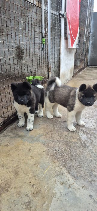 Акітодіти Американські