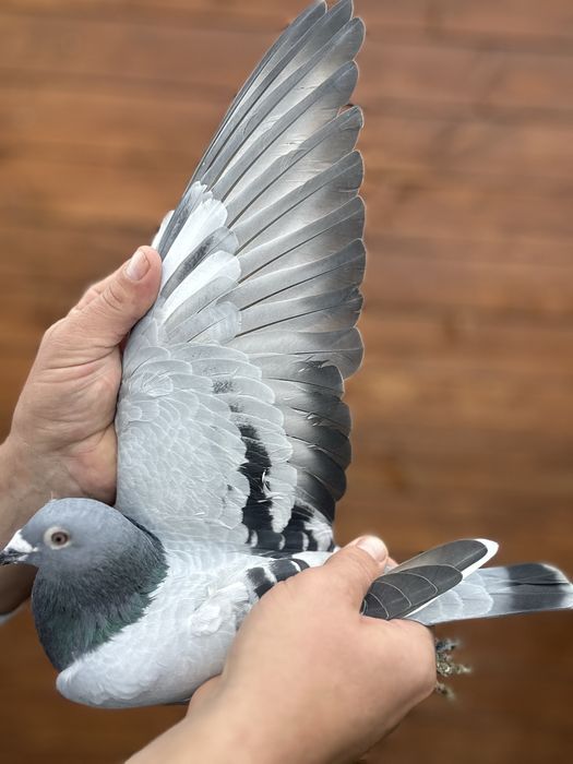 Gołąb młody 100% A . Drapa 2026