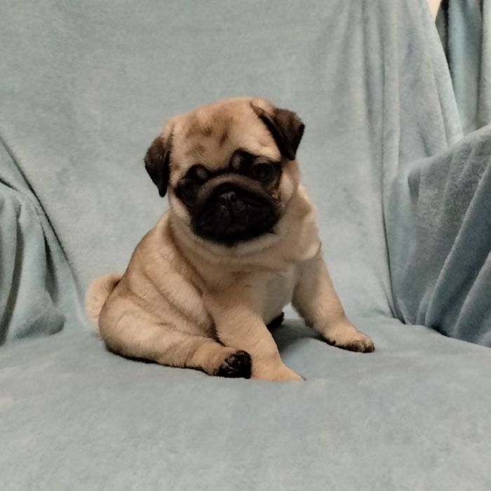 Mops szczenięta Śliczna Sunia