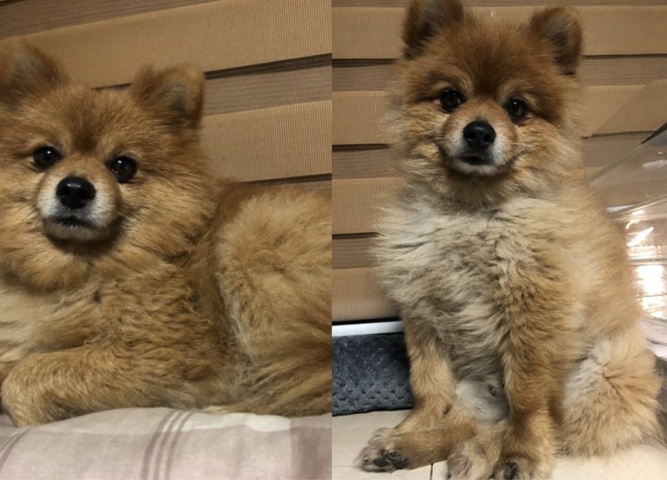 Zaginął Szpic Miniaturowy Pomeranian NAGRODA 5000 ZŁ! Przewlekle chory