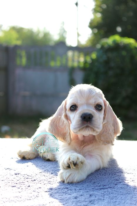 Американський Кокер Спаніель