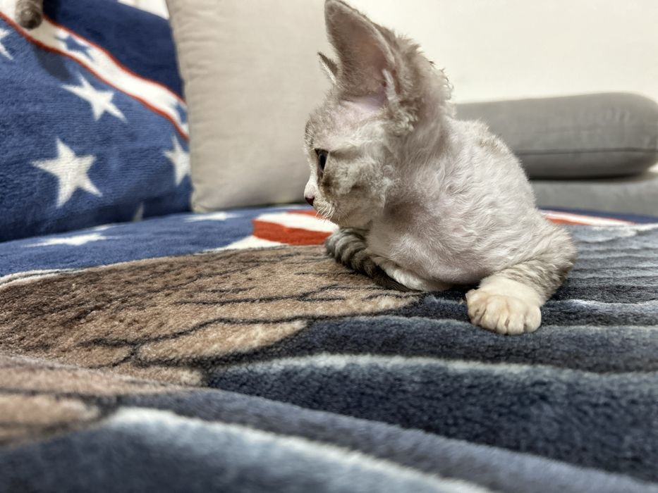 Devon rex wolna kotka