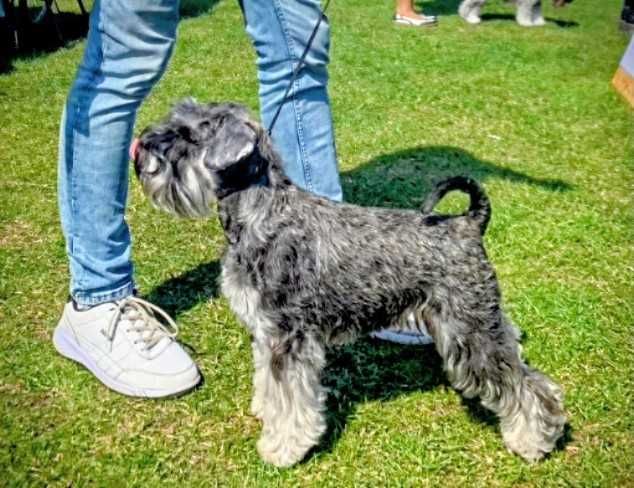 Sznaucer Miniaturowy ZKwP/FCI