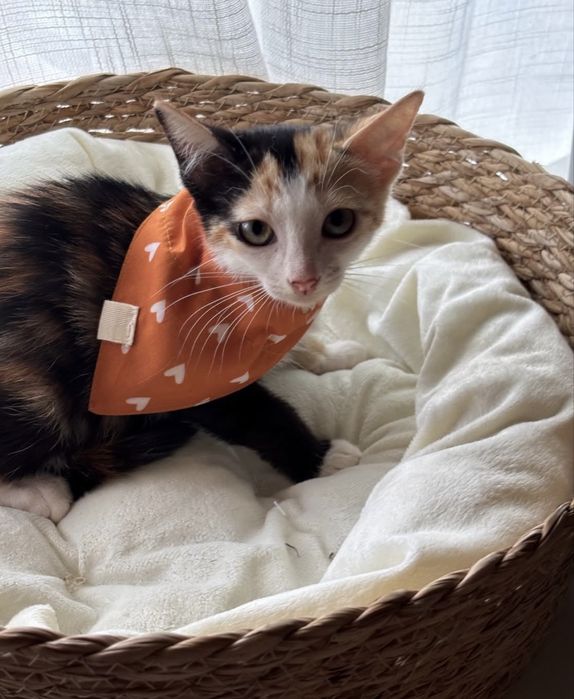 Gatinha 2 meses para adoção responsável