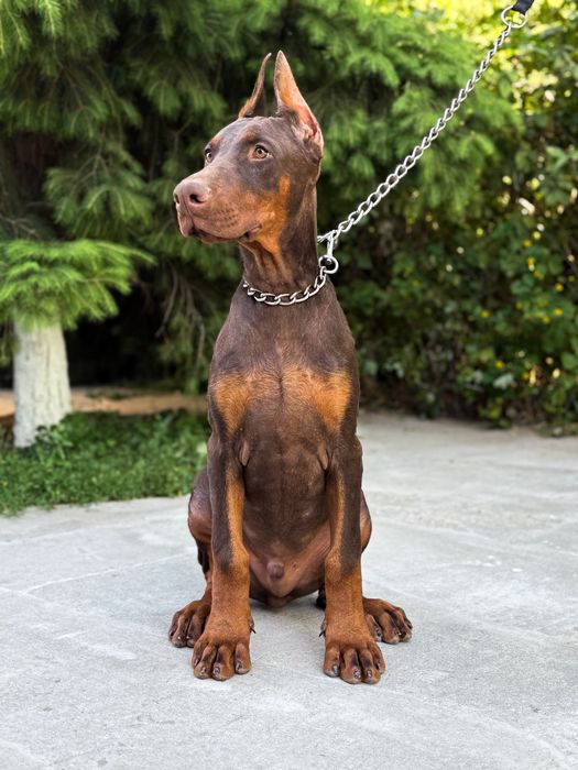 Коричневий Доберман
