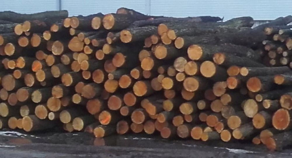 Drewno olcha opałowa