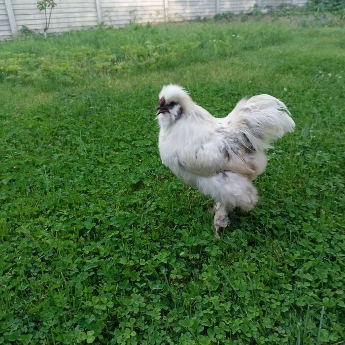 Продам інкубаційне яйце курей породи Китайські Шовкові