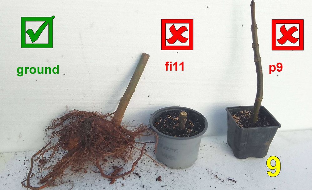 SPRZEDANE - Drzewa tlenowe Paulownia, karpy jednosezonowe z gruntu.