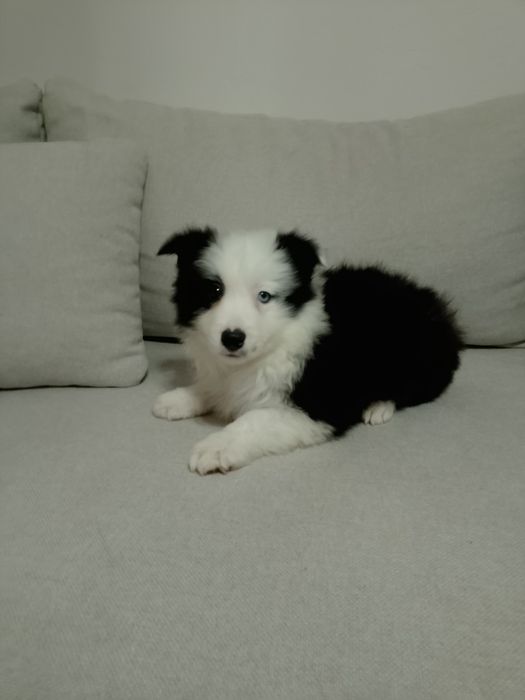 Border Collie Piesek