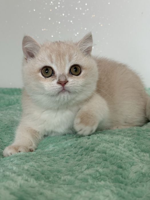 Chłopczyk brytyjski