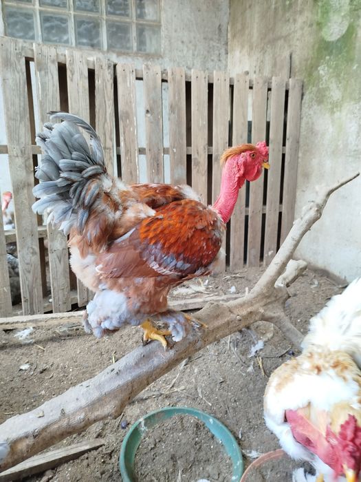 Vendo  galos do campo