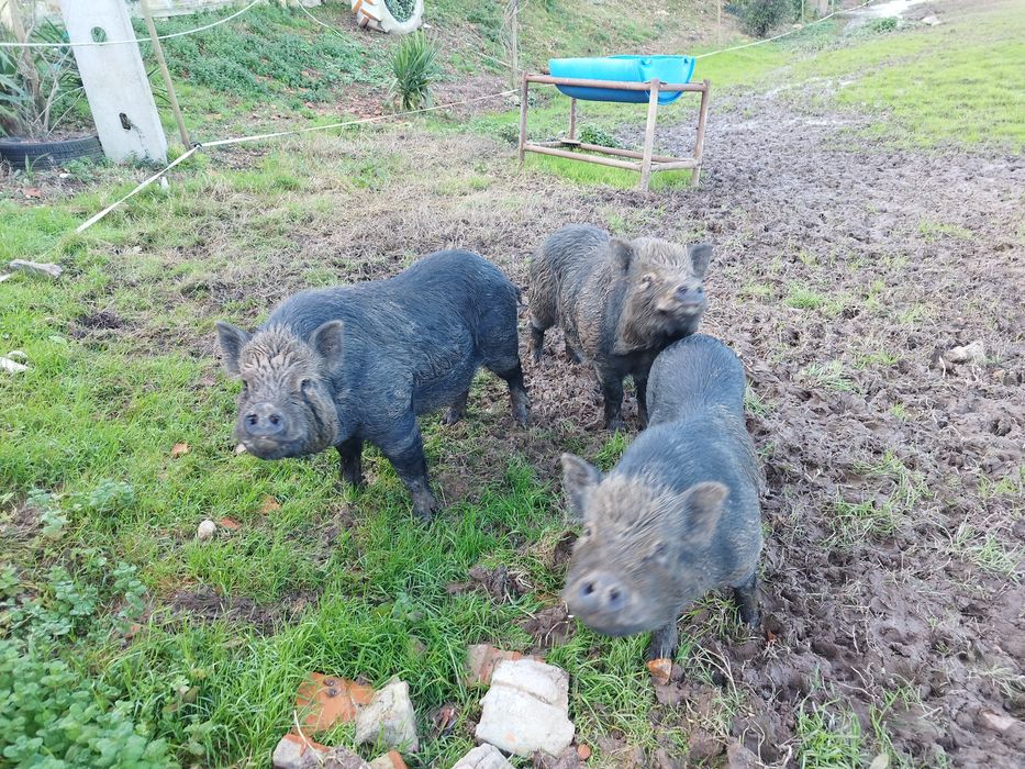 Porcos vietnamita netos de javali