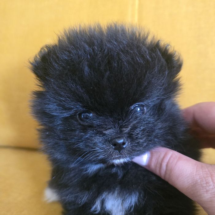 Szpic miniaturowy pomeranian suczka 2