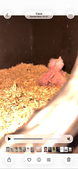 Arara arlequim bebe disponíveis