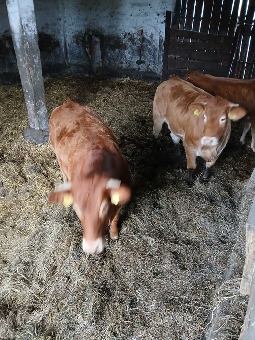 Jałoszki Mięsne Limousine