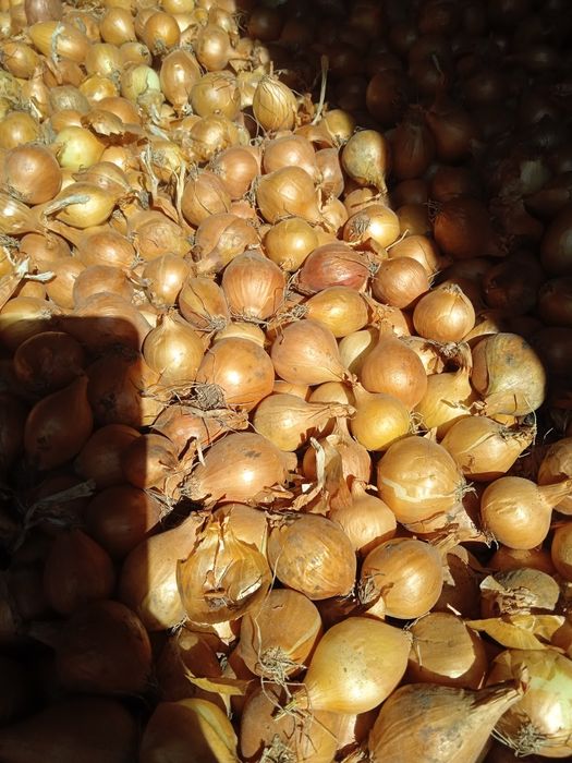 Лук-севок Штутгарт (арпажик)