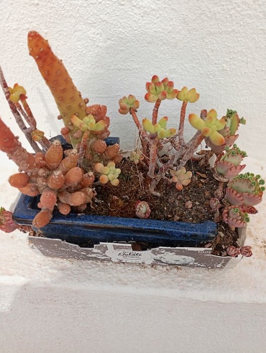 Pequeno vaso com plantas