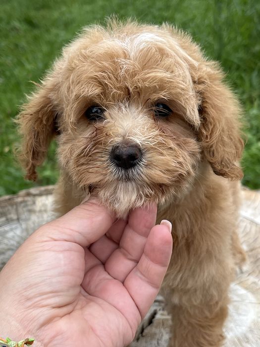 Девочка мальтипу подросток