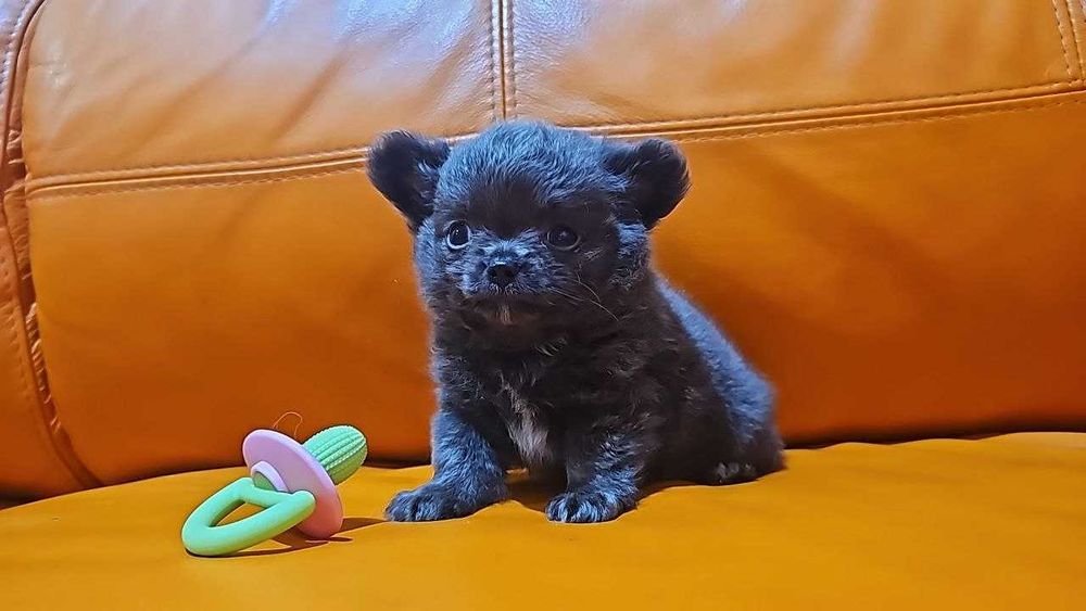 Długowłosy chłopiec chihuahua