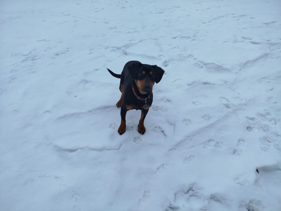 Oddam suczkę roczną