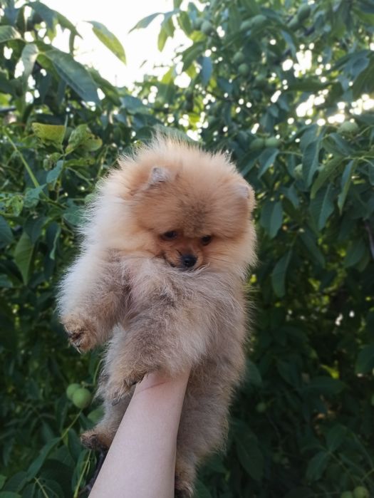 Хлопчик шпіц Манюня