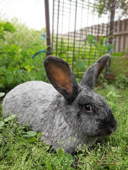 Пропонуємо кролів