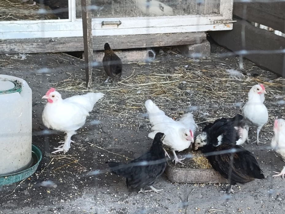 Продається молодняк Бентамок