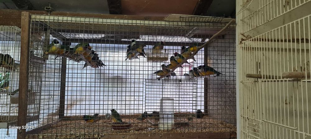 Vendo diamantes gold