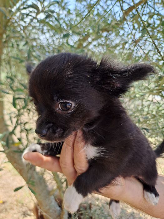 Chihuahua macho pelo comprido