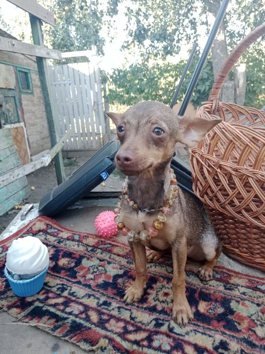 Дівчінка міні той терьер