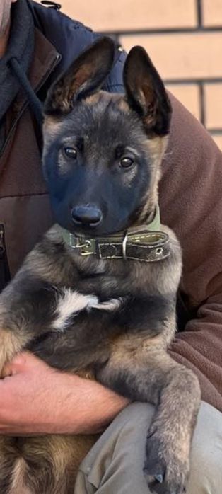 Цуценята Бельгійської вівчарки (Малінуа)