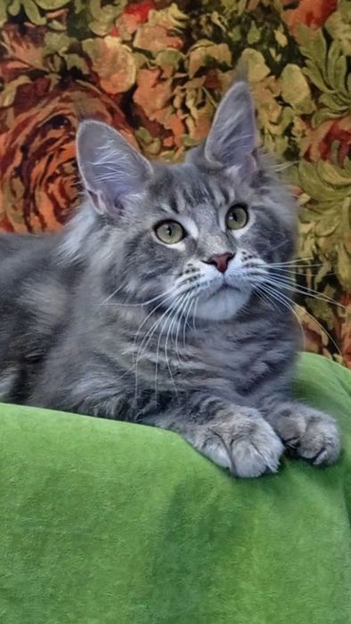 Котенята Мейн Кун