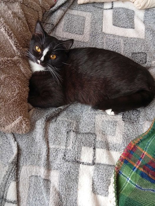 Неймовірне кошеня. Лагідна киця