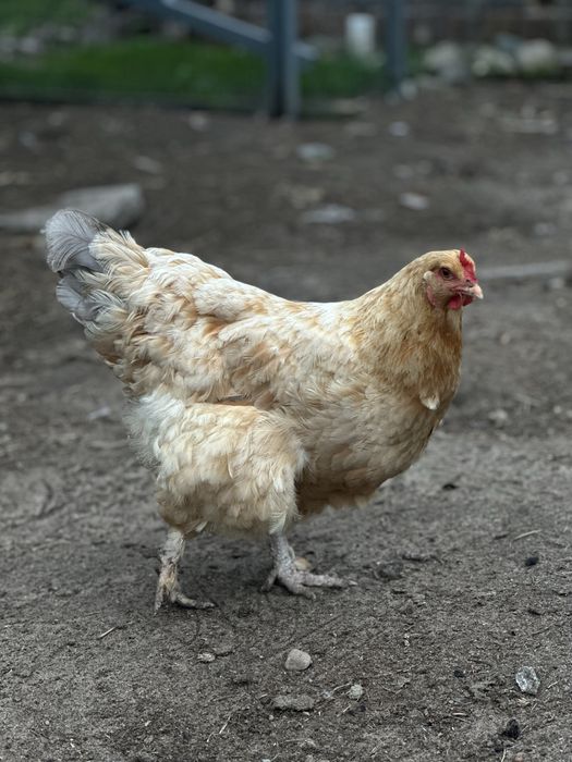 Brahmy / Kaczka /Kochin / Para Gęsi Landes