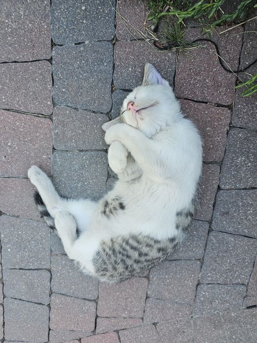 Kotek do adopcji- kocurek