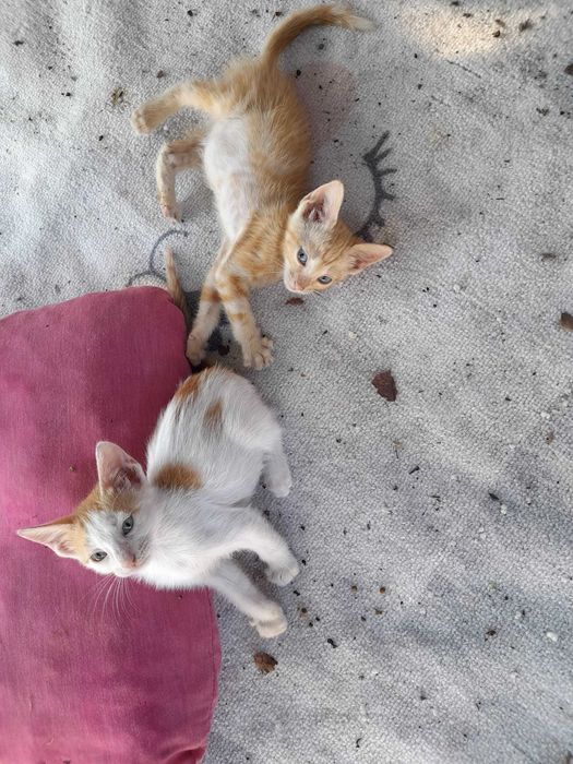 Gatinhos "Raios de Sol" prontos para adoção