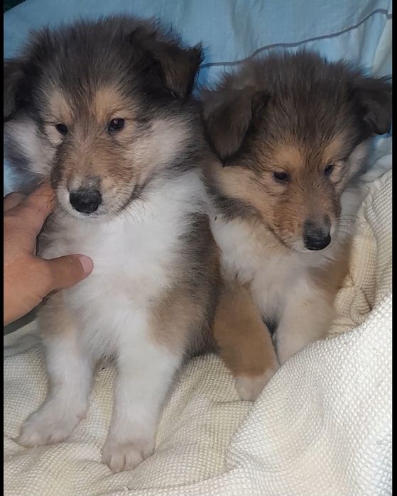 Колли   кобельки