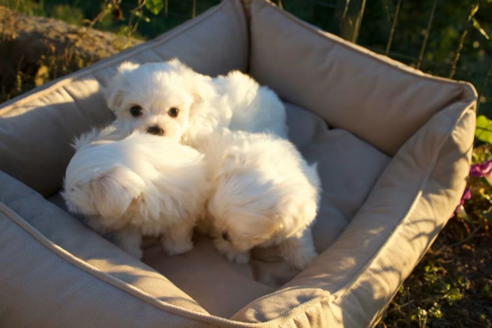 готові до бронювання цуценята мальтезе