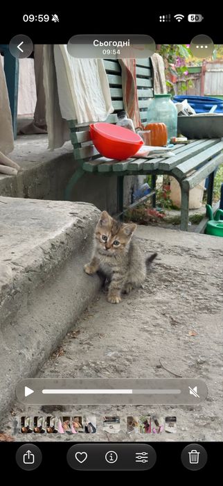 Кошенята, в добрі руки, кошеня Київ, коти