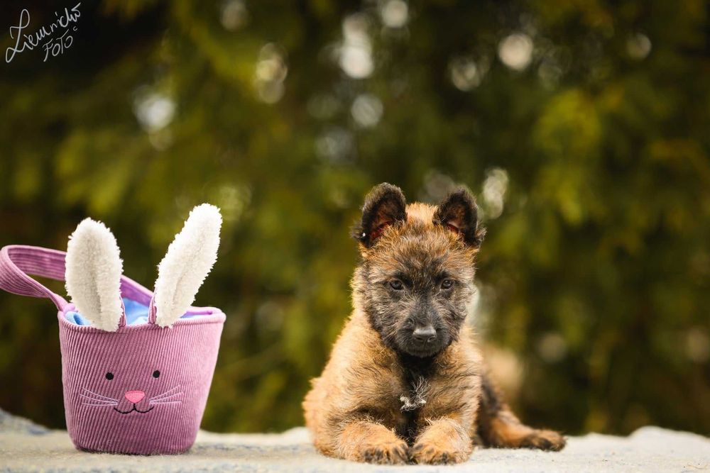 Owczarek Belgijski Laekenois - NIE Malinois FCI ZKwP